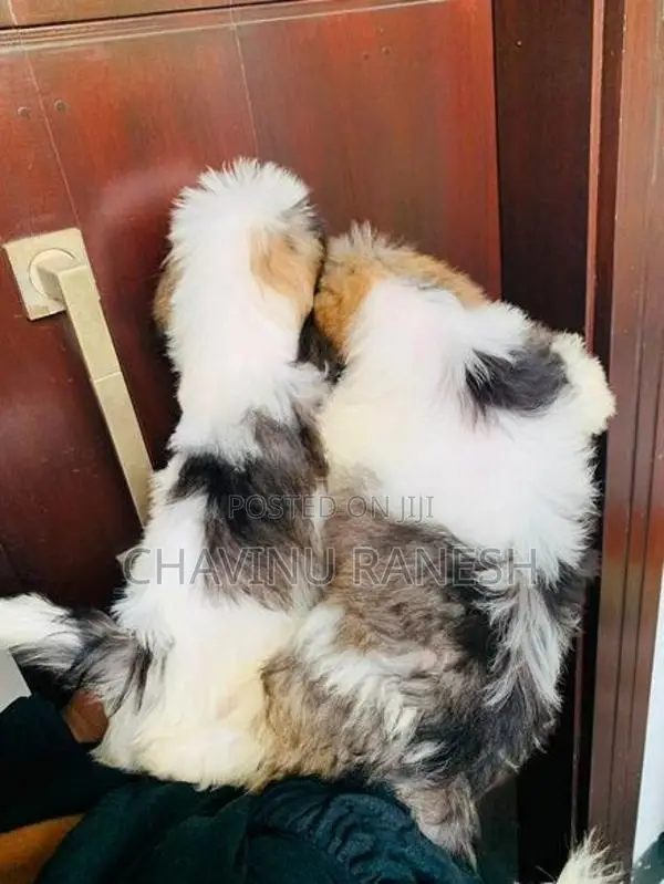 Shihtzu Puppies