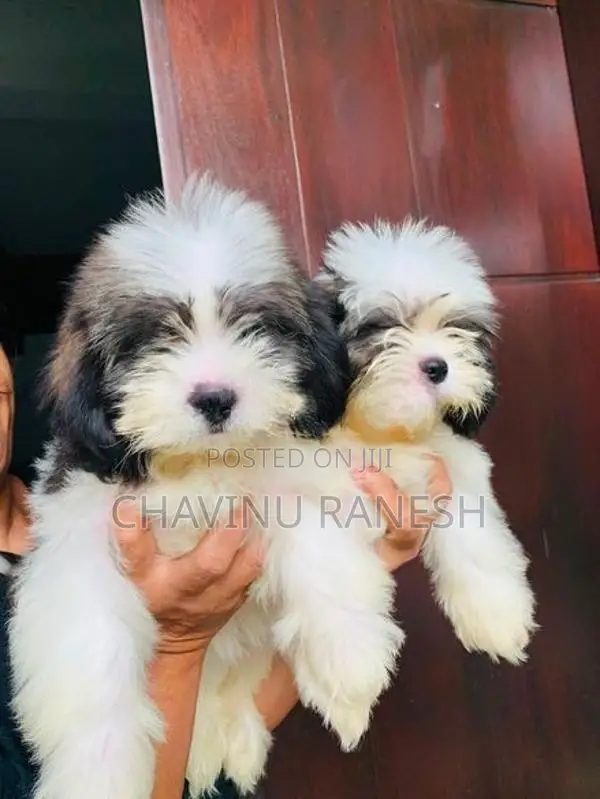 Shihtzu Puppies