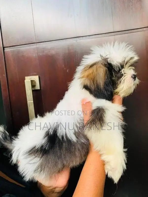 Shihtzu Puppies