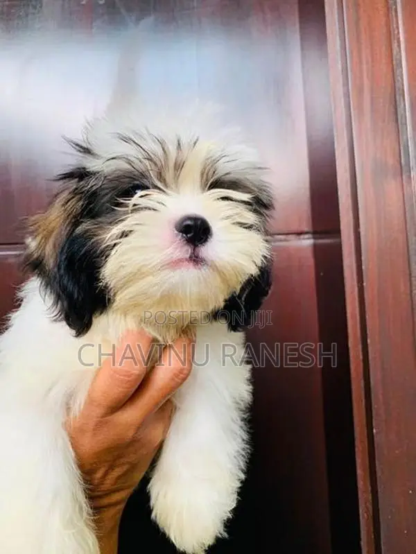 Shihtzu Puppies