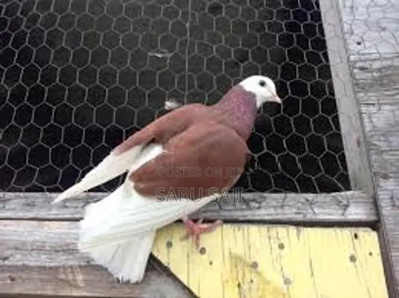 I Need Same Color Pigeon
