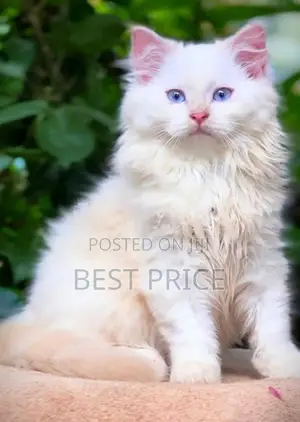 MaineCoon Mix Persian Kitten