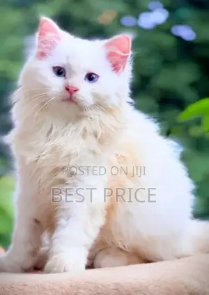 MaineCoon Mix Persian Kitten