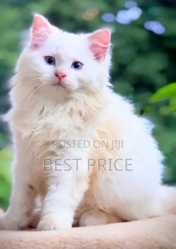 MaineCoon Mix Persian Kitten
