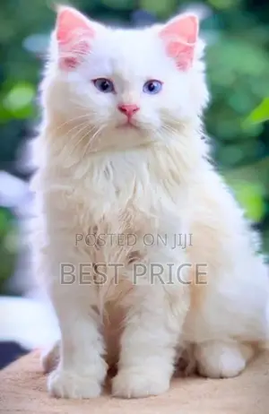 MaineCoon Mix Persian Kitten