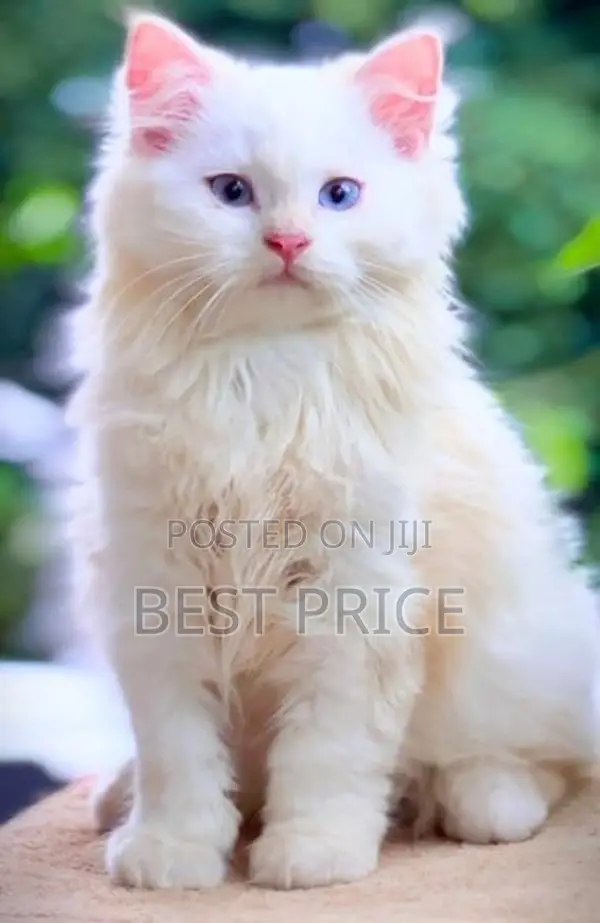 MaineCoon Mix Persian Kitten