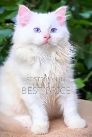 MaineCoon Mix Persian Kitten
