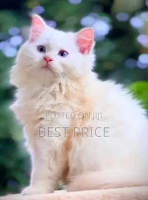 MaineCoon Mix Persian Kitten