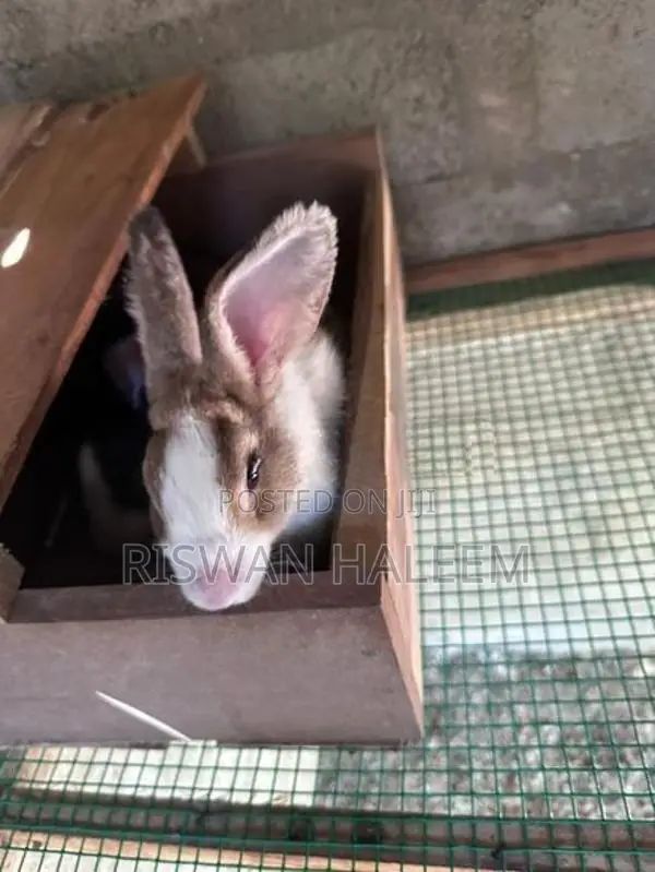 Rabbits