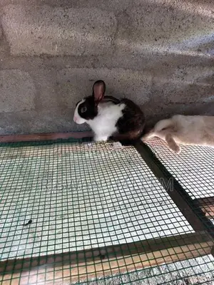 Rabbits