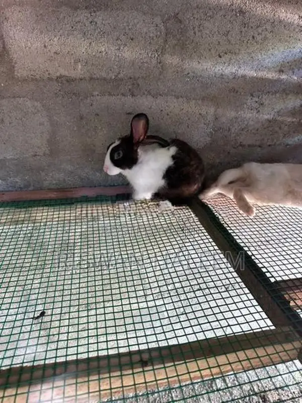 Rabbits