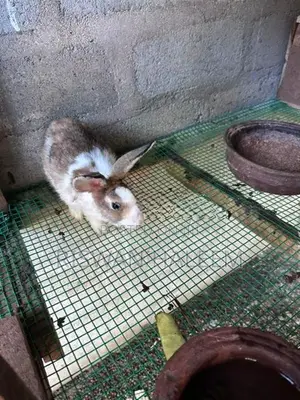 Rabbits