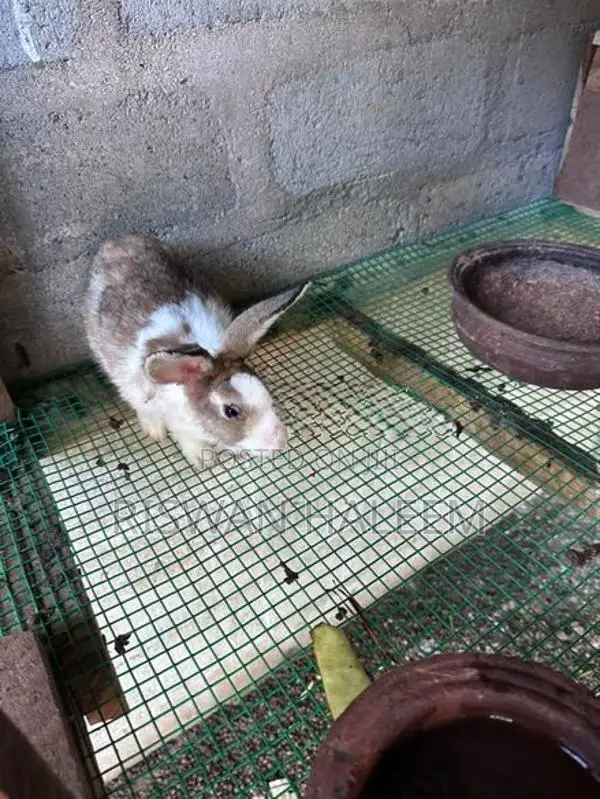 Rabbits