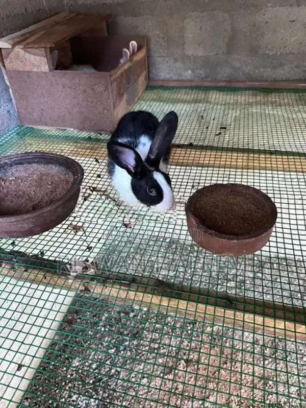 Rabbits