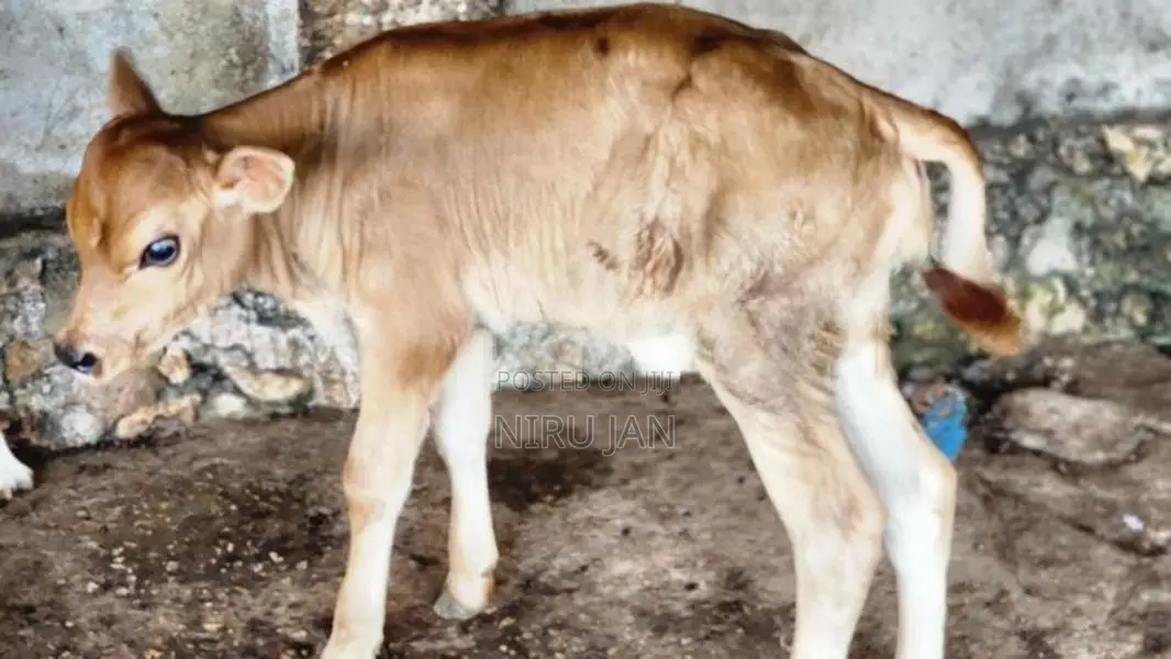 பால் மாடு