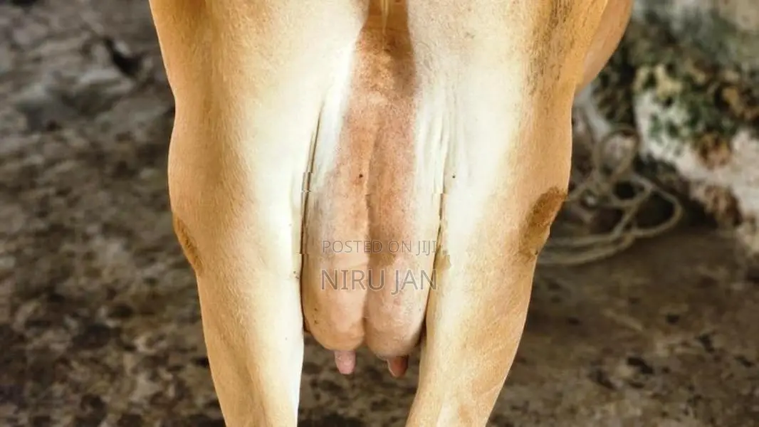 பால் மாடு