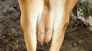 பால் மாடு