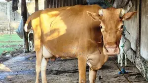 பால் மாடு