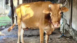 பால் மாடு