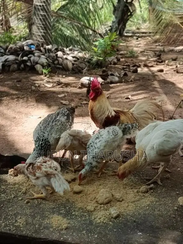 ගම් සහ පොර පැටවුන්