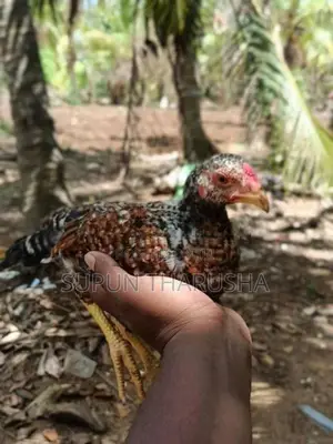 ගම් සහ පොර පැටවුන්