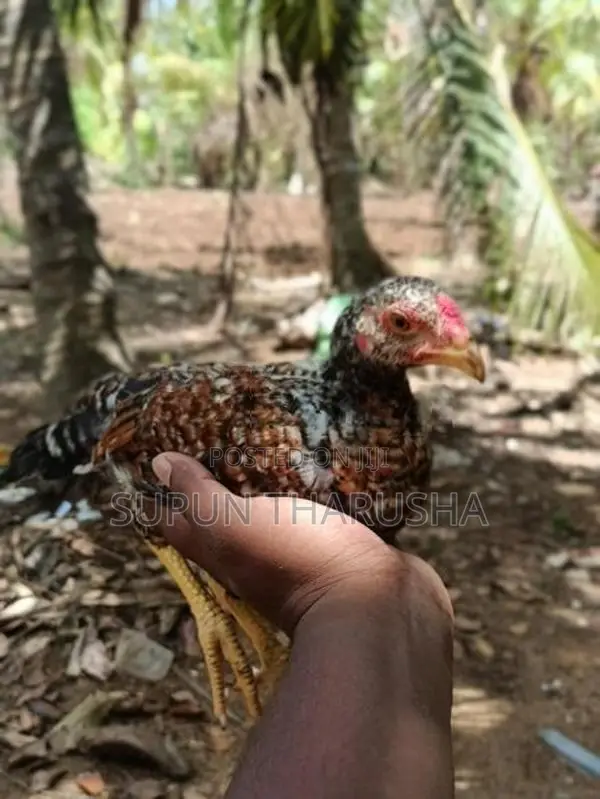 ගම් සහ පොර පැටවුන්
