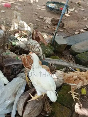 ගම් සහ පොර පැටවුන්