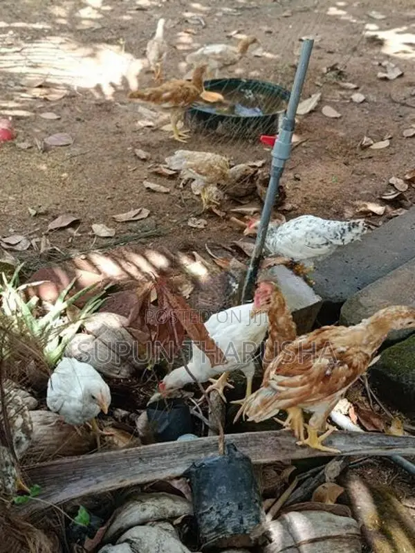ගම් සහ පොර පැටවුන්