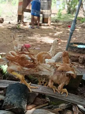 ගම් සහ පොර පැටවුන්