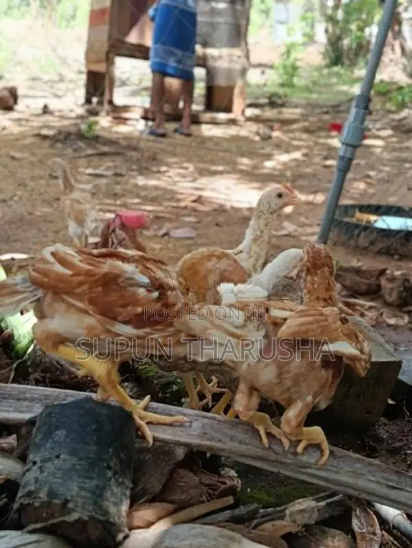 ගම් සහ පොර පැටවුන්