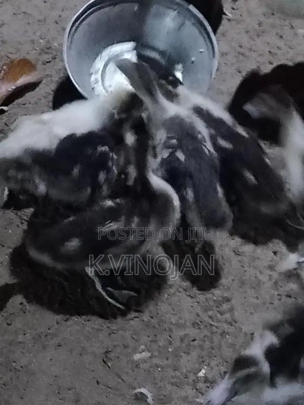 வாத்து