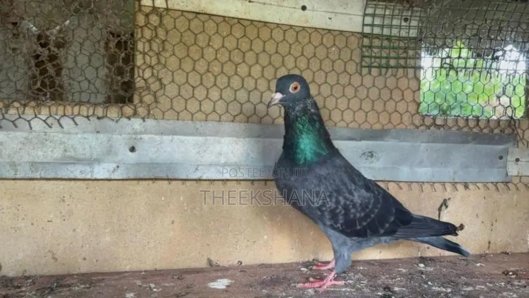 Pigeon