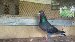 Pigeon