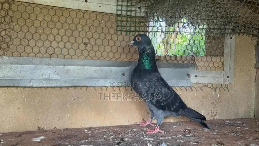 Pigeon