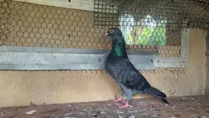 Pigeon