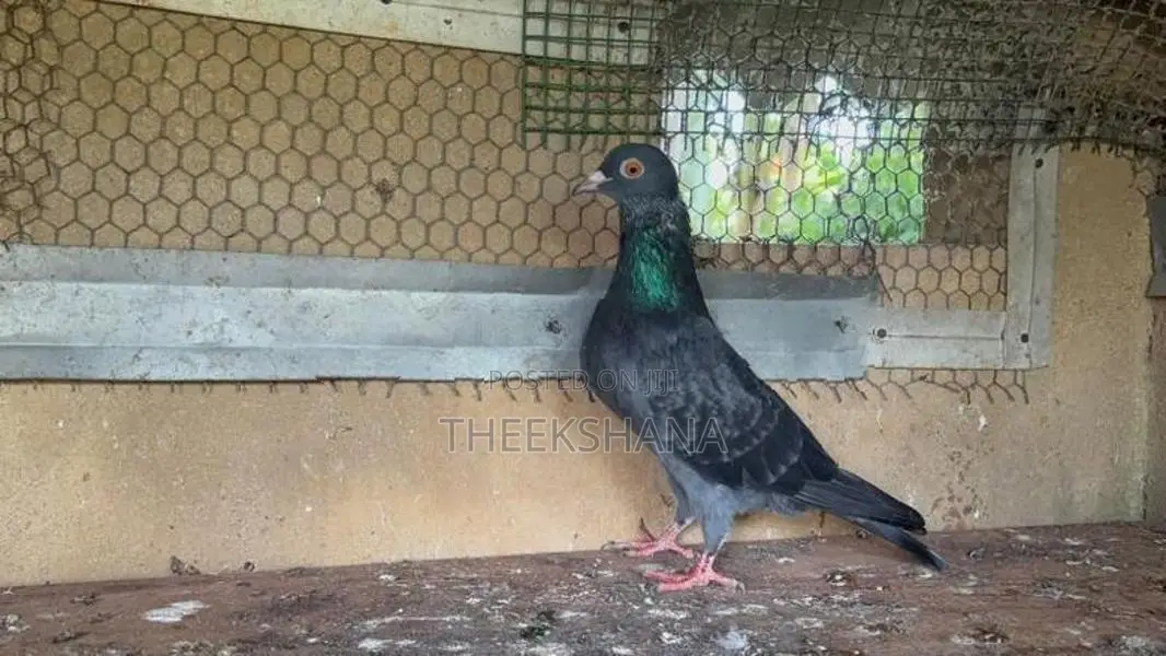 Pigeon