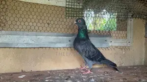 Pigeon
