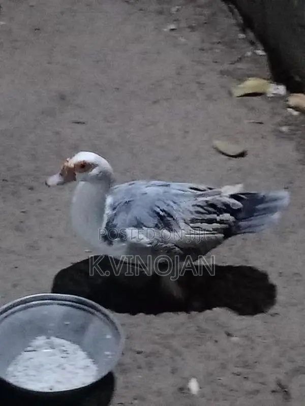 முட்டை இடும் வாத்து
