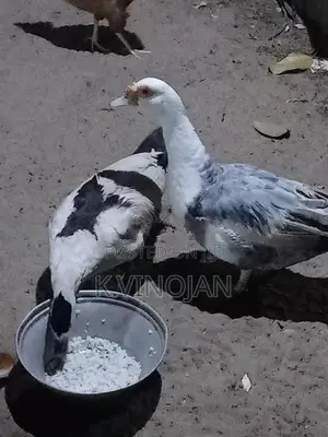 முட்டை இடும் வாத்து