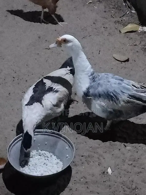 முட்டை இடும் வாத்து