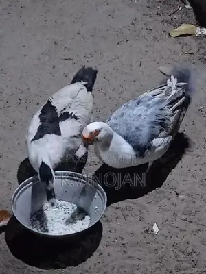 முட்டை இடும் வாத்து