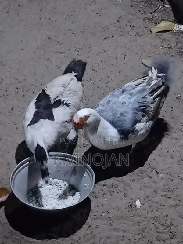 முட்டை இடும் வாத்து