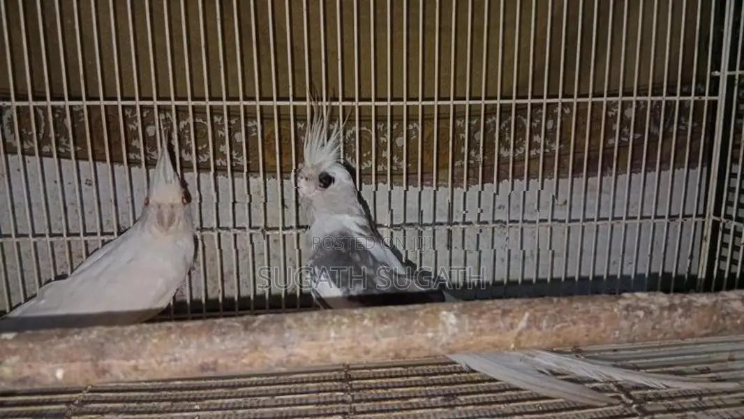 Cockatiel Breeding Pair