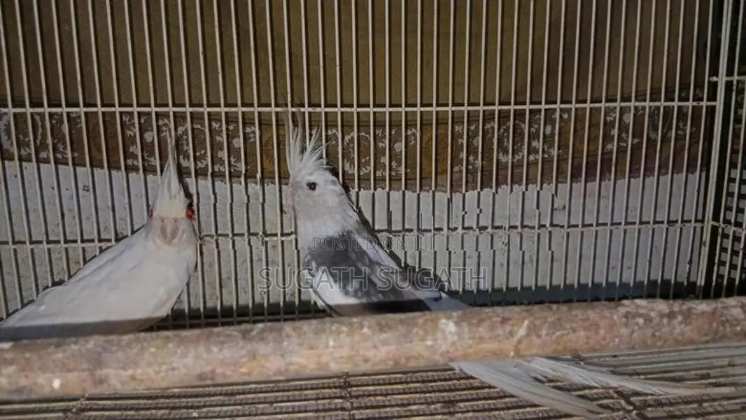Cockatiel Breeding Pair