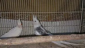 Cockatiel Breeding Pair