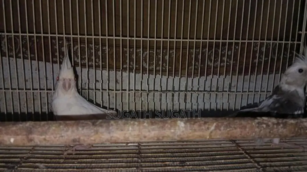 Cockatiel Breeding Pair