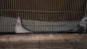Cockatiel Breeding Pair