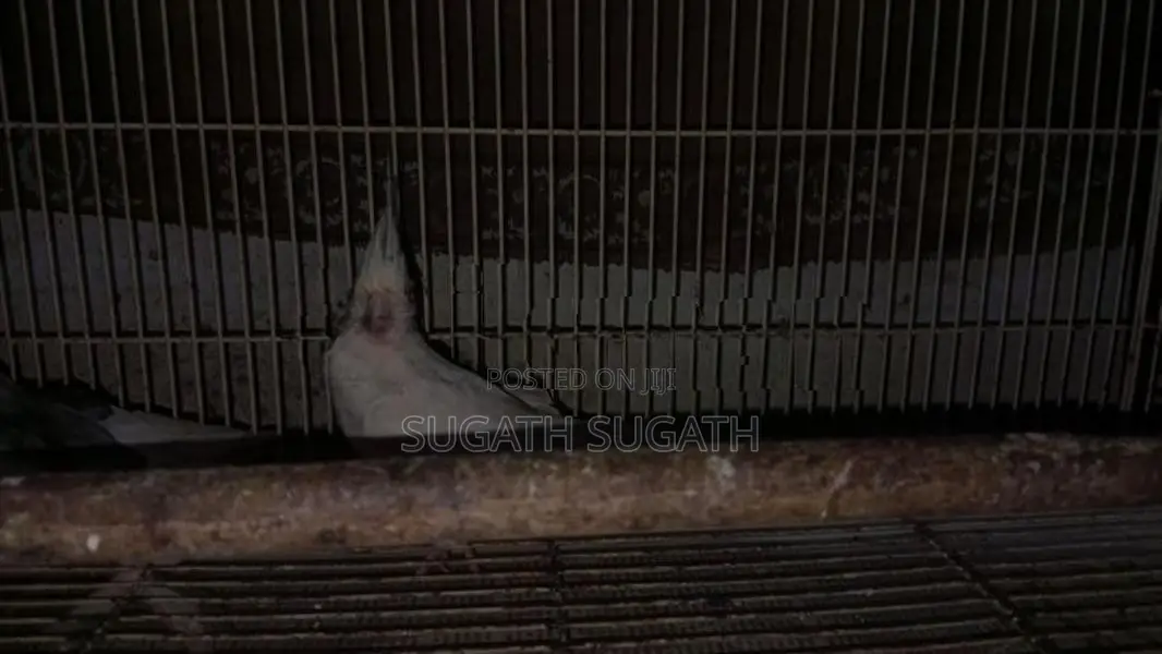 Cockatiel Breeding Pair