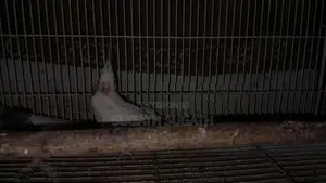 Cockatiel Breeding Pair
