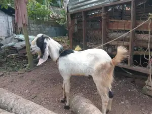 Eluwa Goat